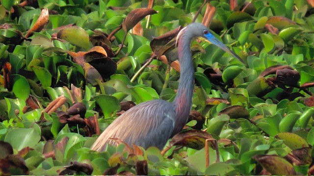 Tricolored Heron - Bert Alm