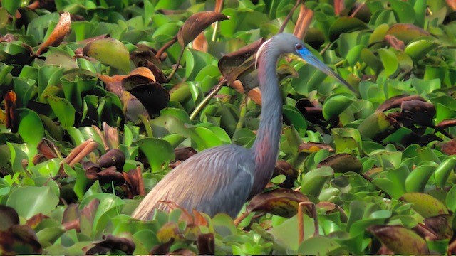 Tricolored Heron - ML616166806