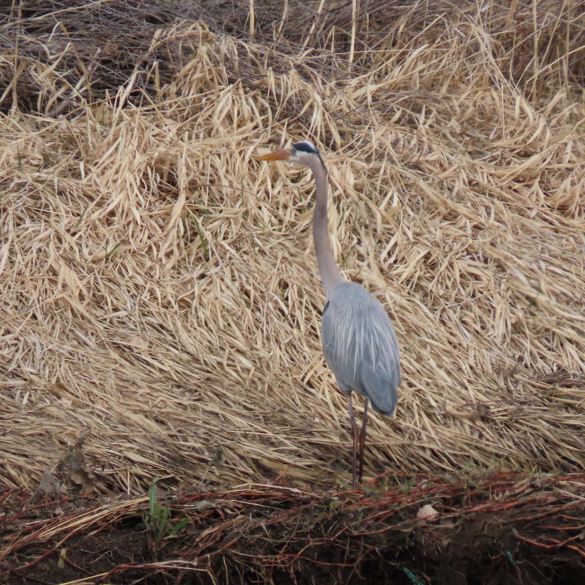 Great Blue Heron - ML616166816