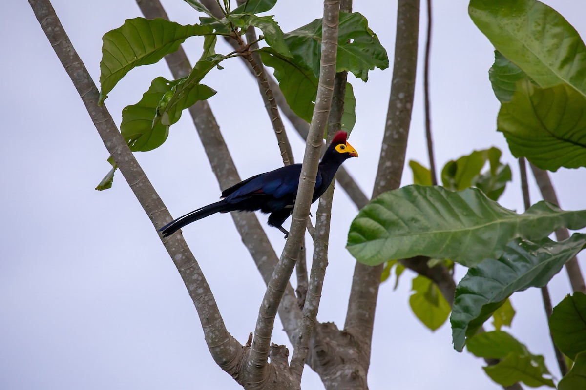 Ross's Turaco - ML616166825