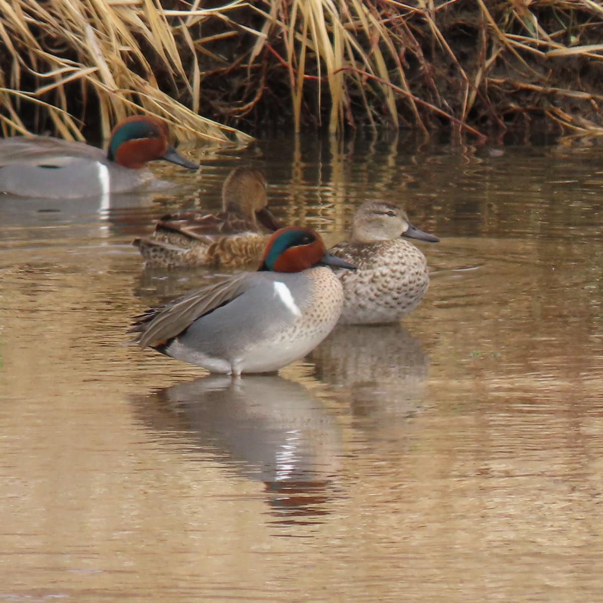 Green-winged Teal - ML616166834