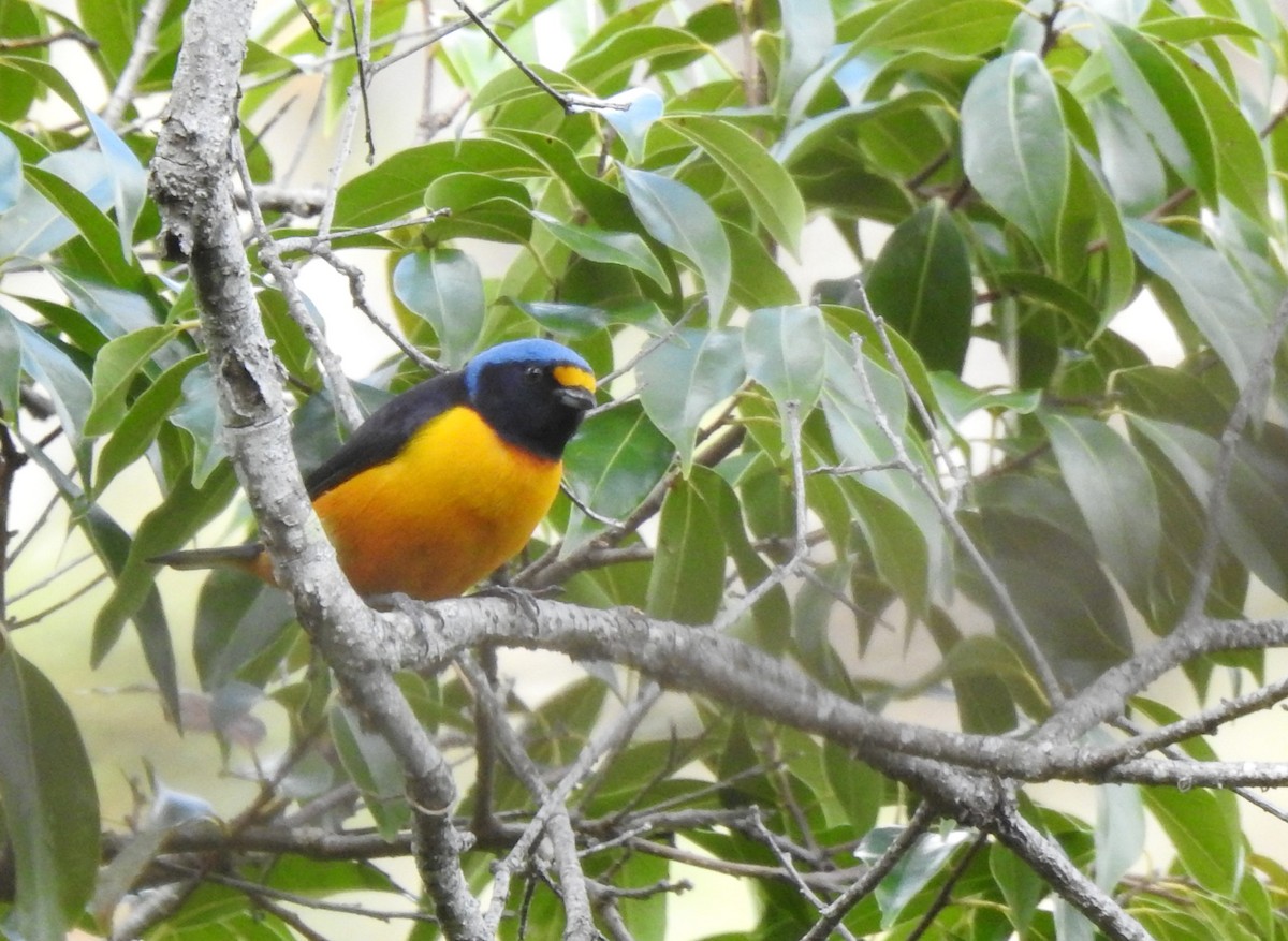 Hispaniolan Euphonia - Heath Harlan