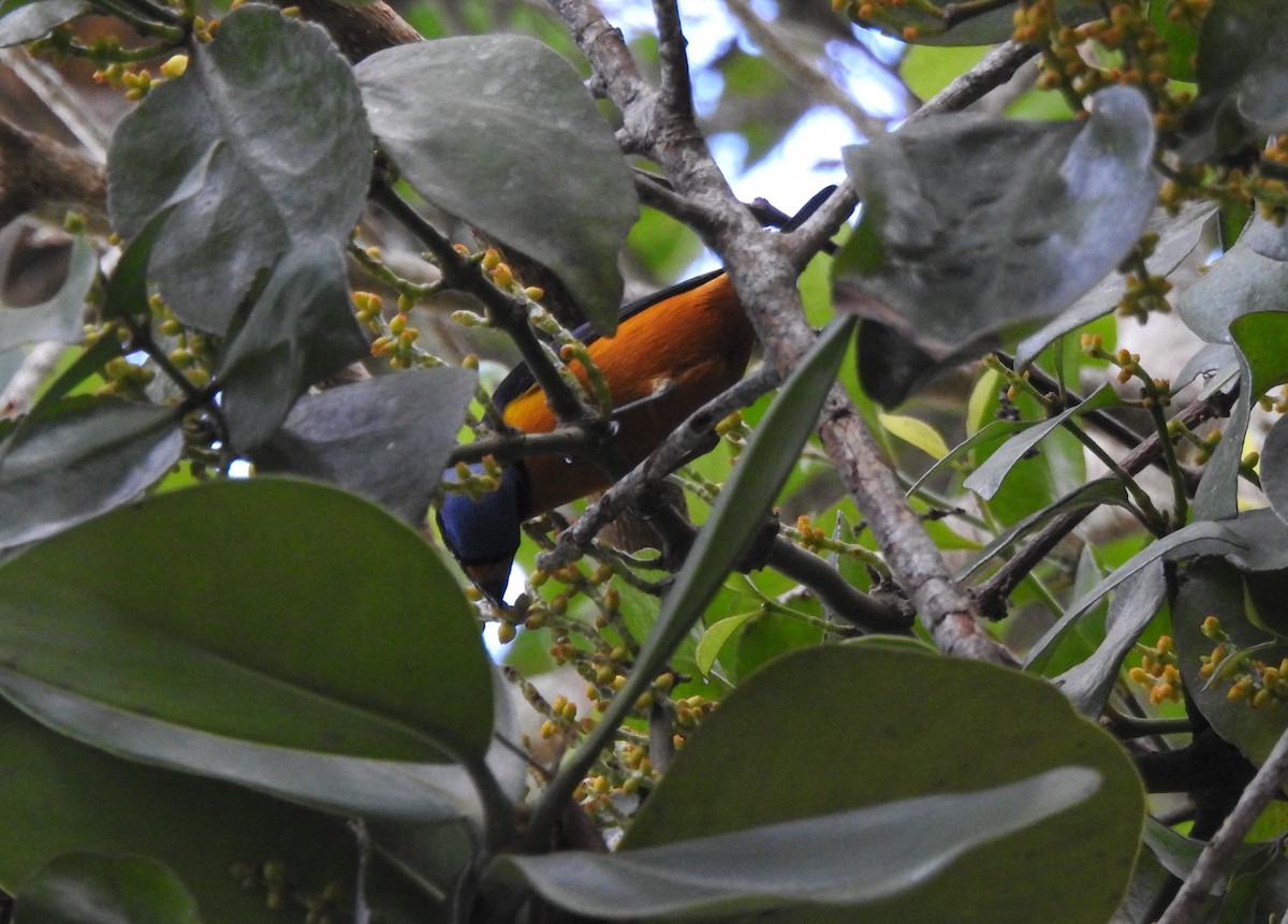 Hispaniolan Euphonia - Heath Harlan