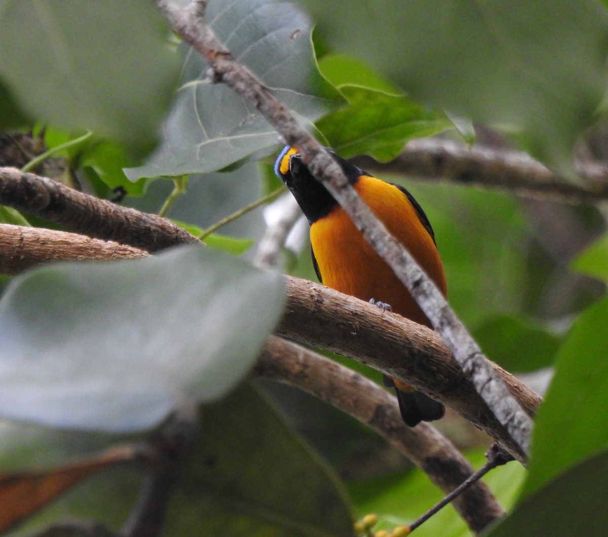 Hispaniolan Euphonia - Heath Harlan