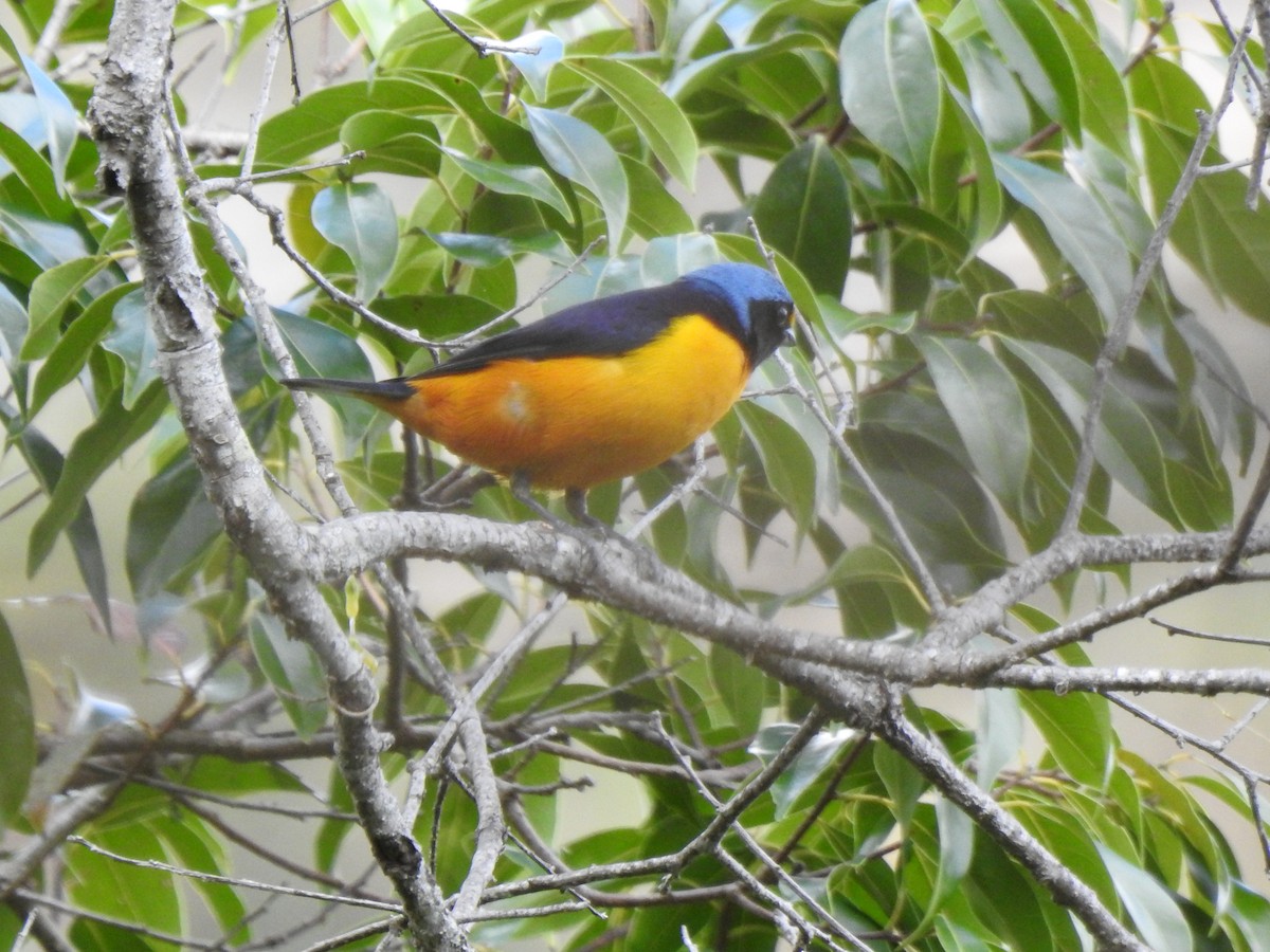 Hispaniolan Euphonia - Heath Harlan