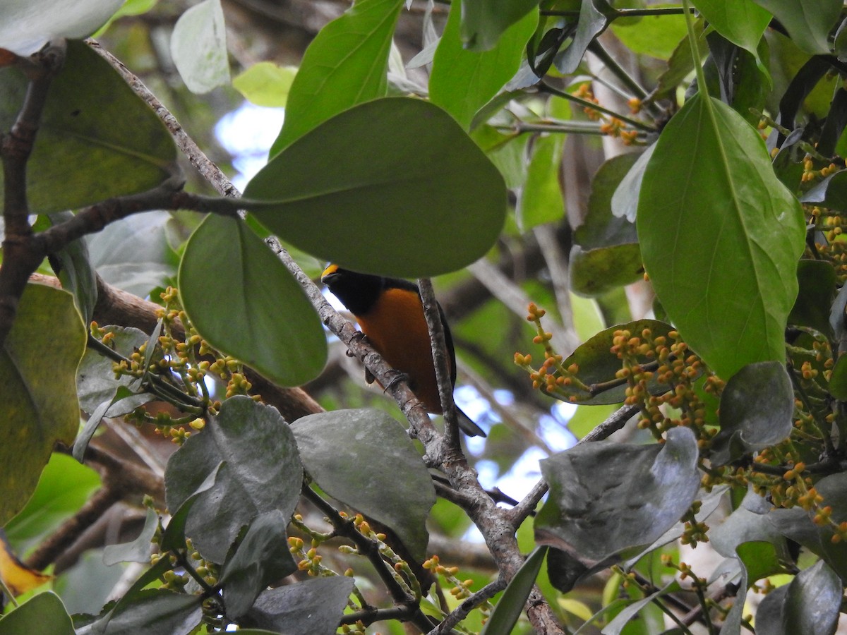 Hispaniolan Euphonia - Heath Harlan