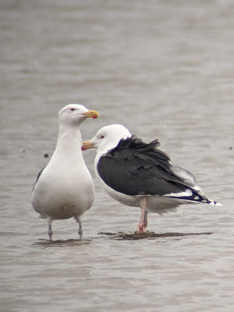 Great Black-backed Gull - ML616166907