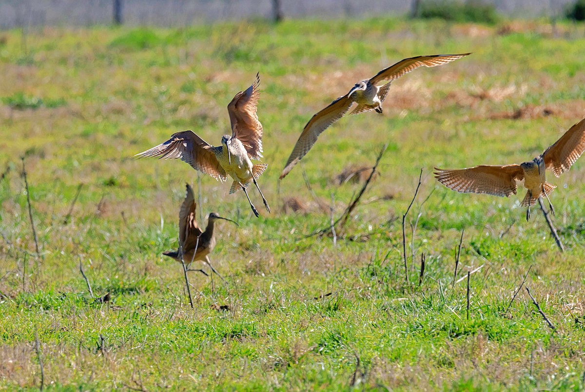 Long-billed Curlew - ML616166929