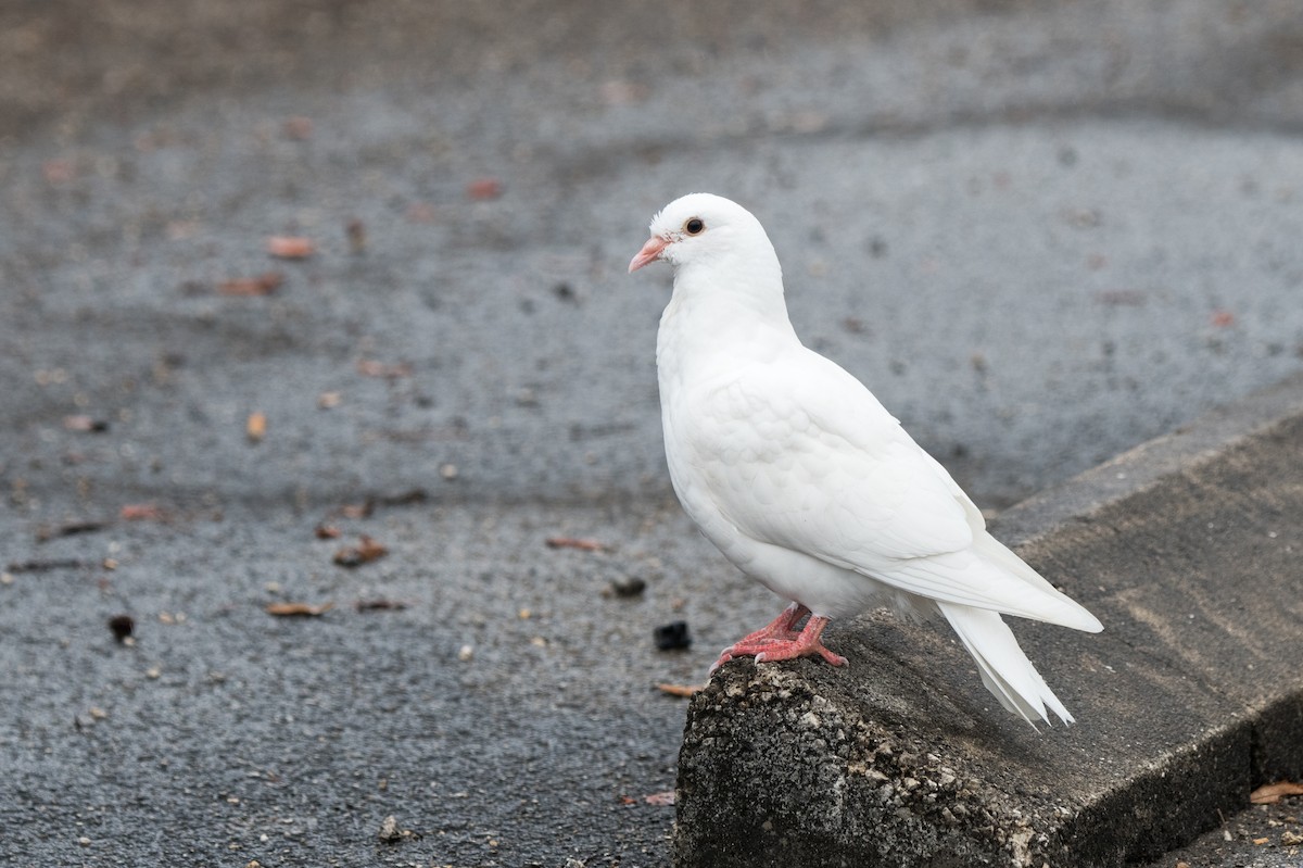 Rock Pigeon (Feral Pigeon) - ML616166959