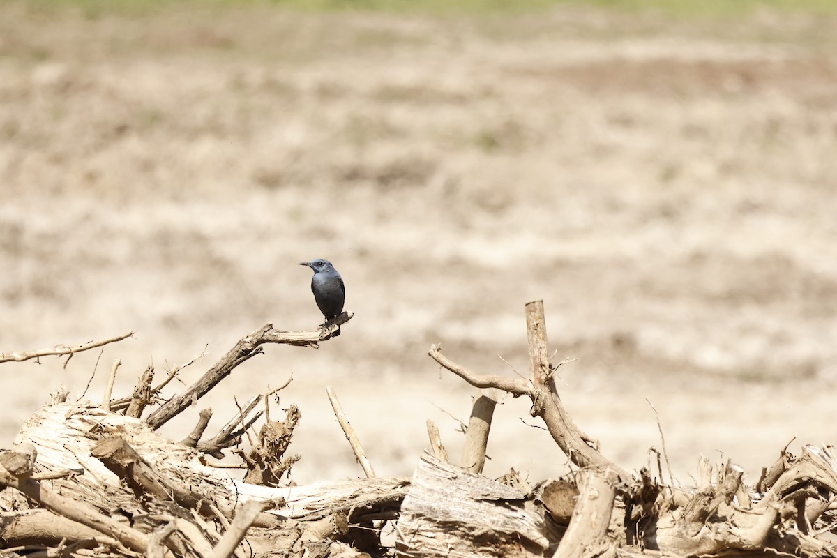 Blue Rock-Thrush - ML616167097