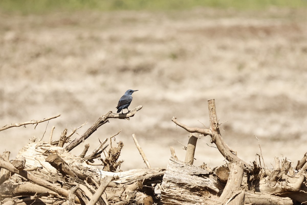 Blue Rock-Thrush - ML616167100