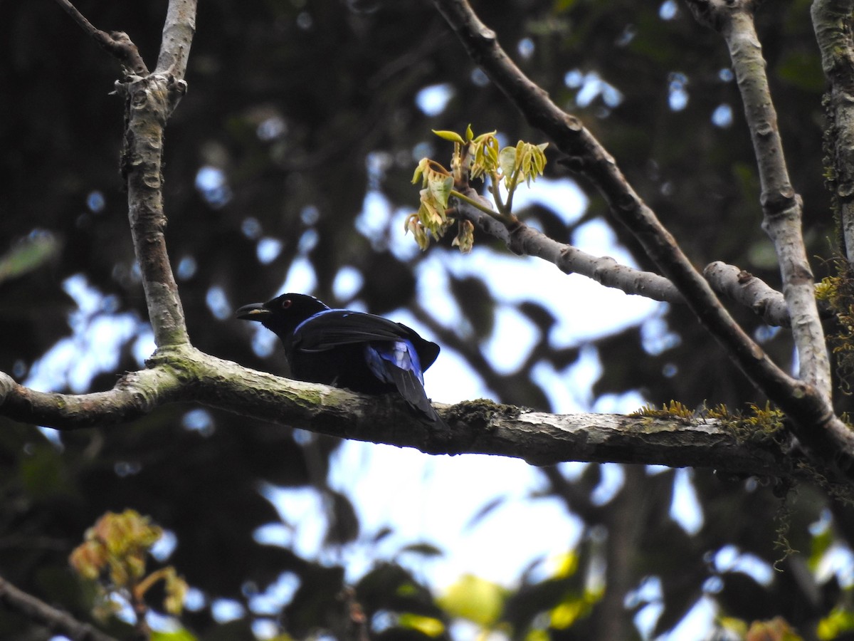 Asian Fairy-bluebird - ML616167189