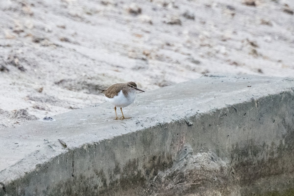 Spotted Sandpiper - ML616167209