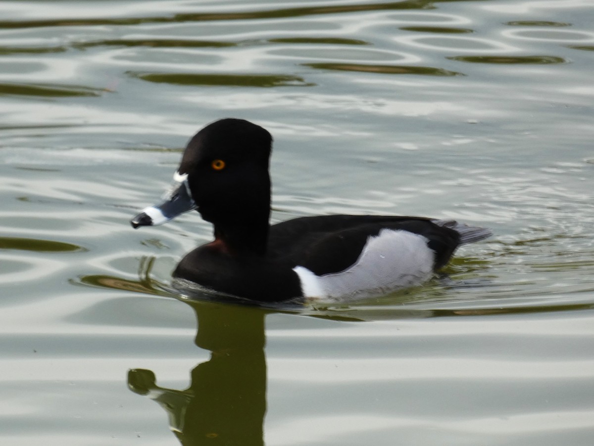 Ring-necked Duck - ML616167213