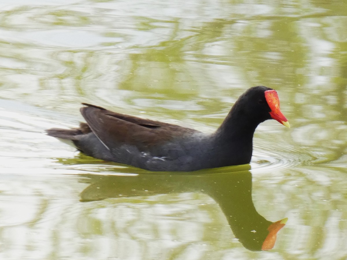 Common Gallinule - ML616167222