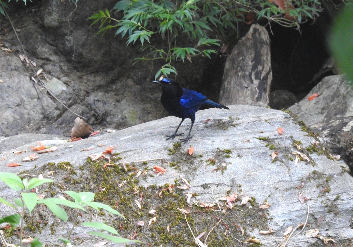 Малабарская синяя птица - ML616167229