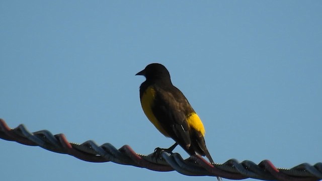 Yellow-rumped Marshbird - ML616167232