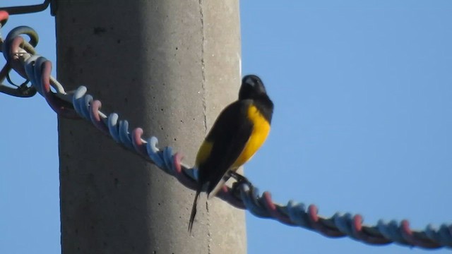 Yellow-rumped Marshbird - ML616167233