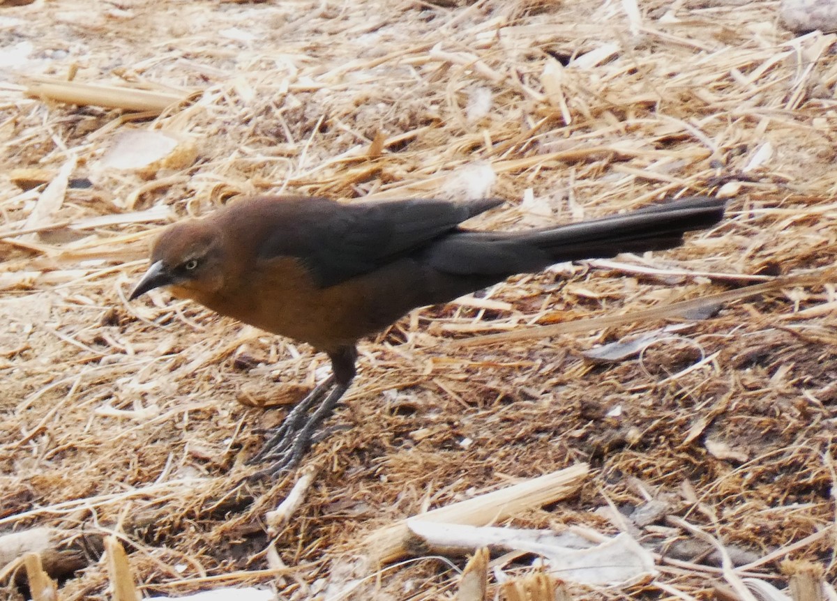 Great-tailed Grackle - ML616167289