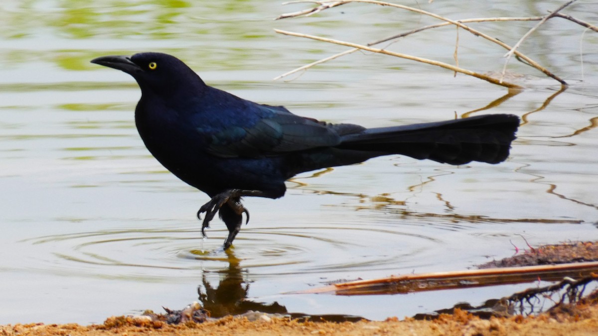 Great-tailed Grackle - ML616167290
