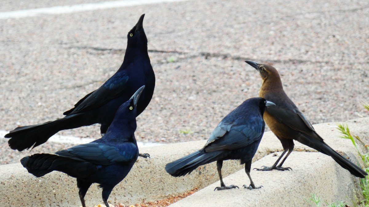 Great-tailed Grackle - ML616167291
