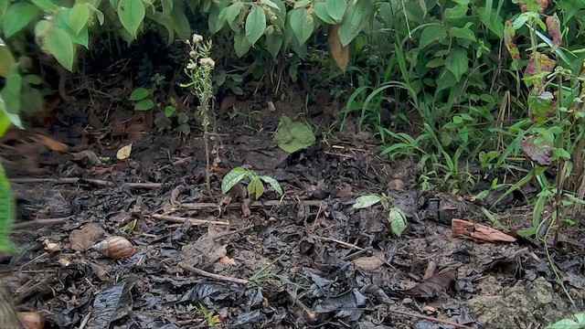 Paint-billed Crake - ML616167296