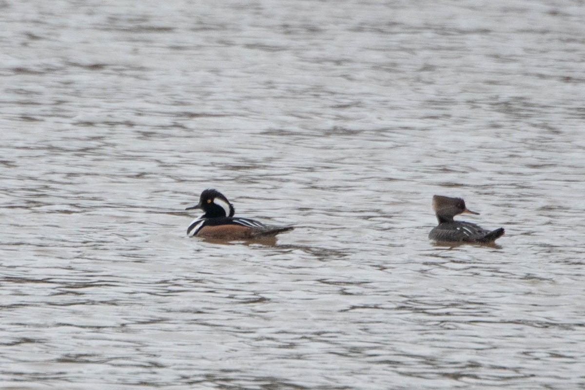 Hooded Merganser - ML616167314