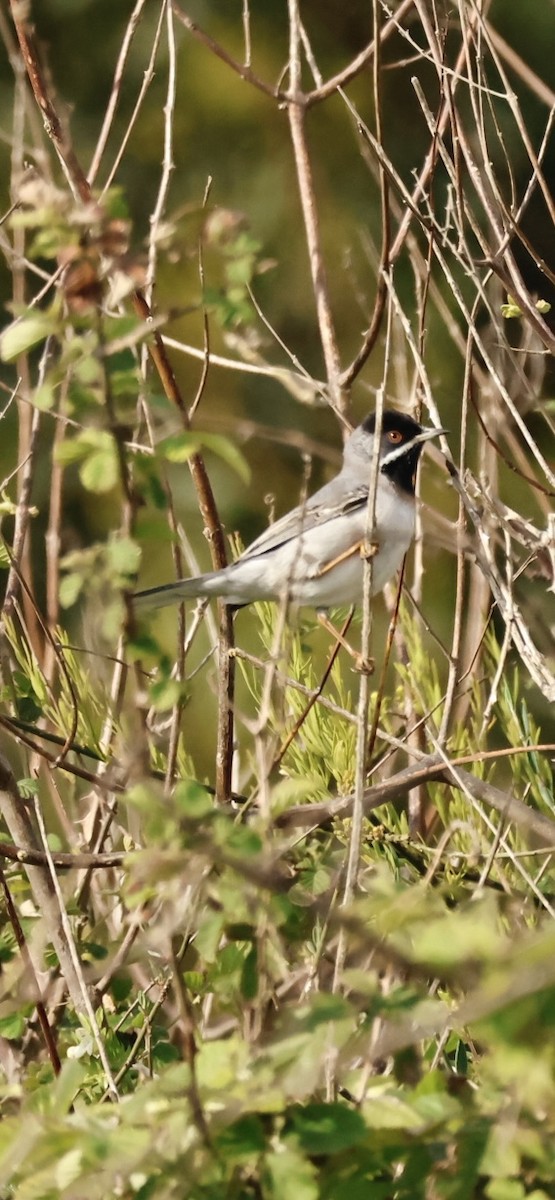 Rüppell's Warbler - ML616167364