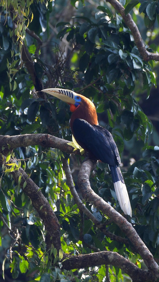 Rufous-necked Hornbill - ML616167425