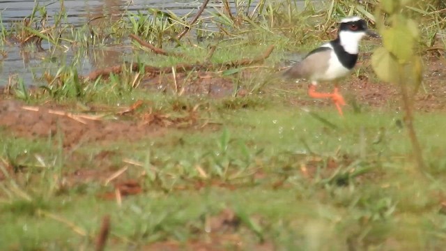 Pied Plover - ML616167512