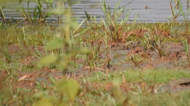 Pied Plover - ML616167516