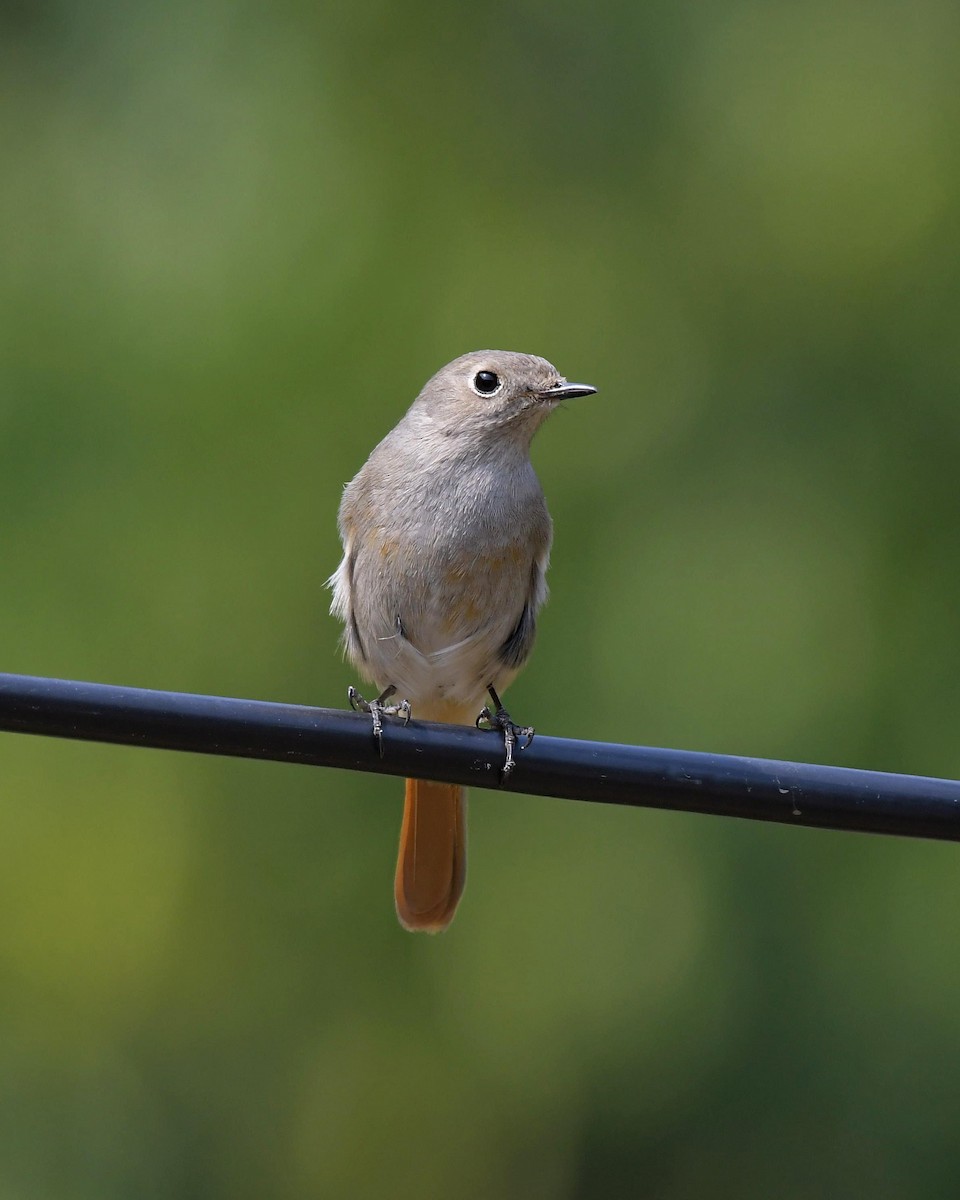 Hodgson's Redstart - Partha Saradhi Allam