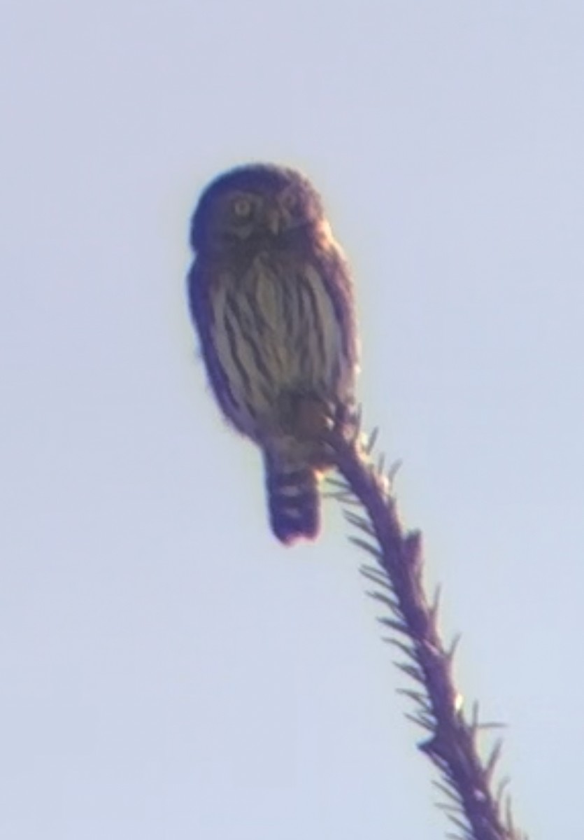 Northern Pygmy-Owl - Lin 'Caspian' Stern