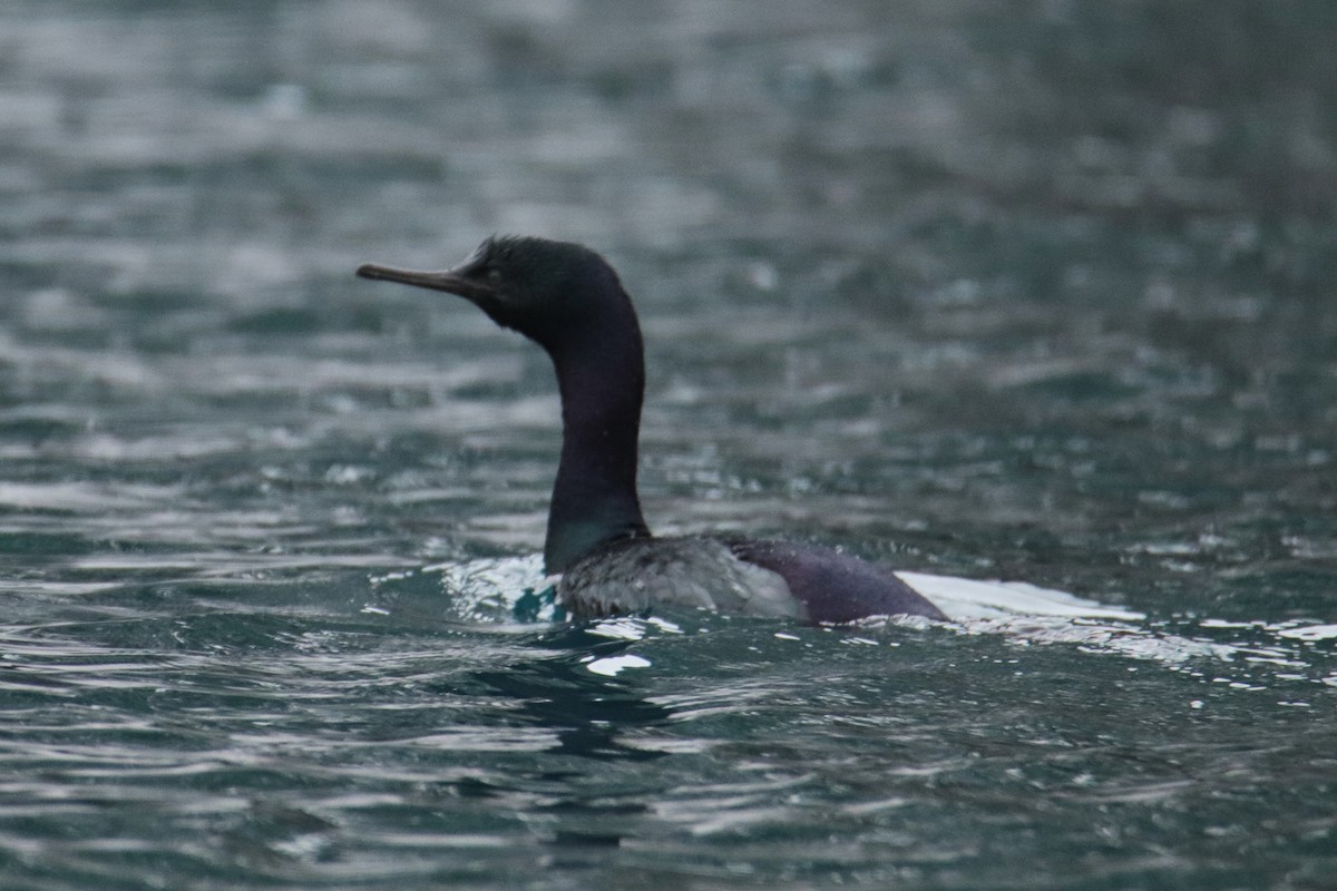 Pelagic Cormorant - George Matz