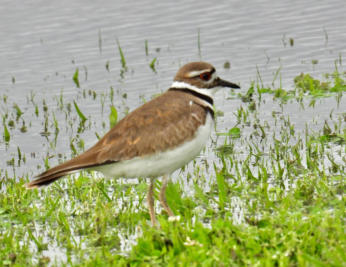 Killdeer - Van Remsen