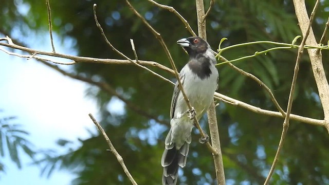 Black-faced Tanager - ML616167623