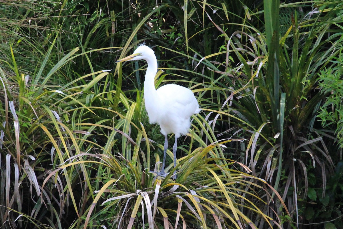 Grande Aigrette (modesta) - ML616167646