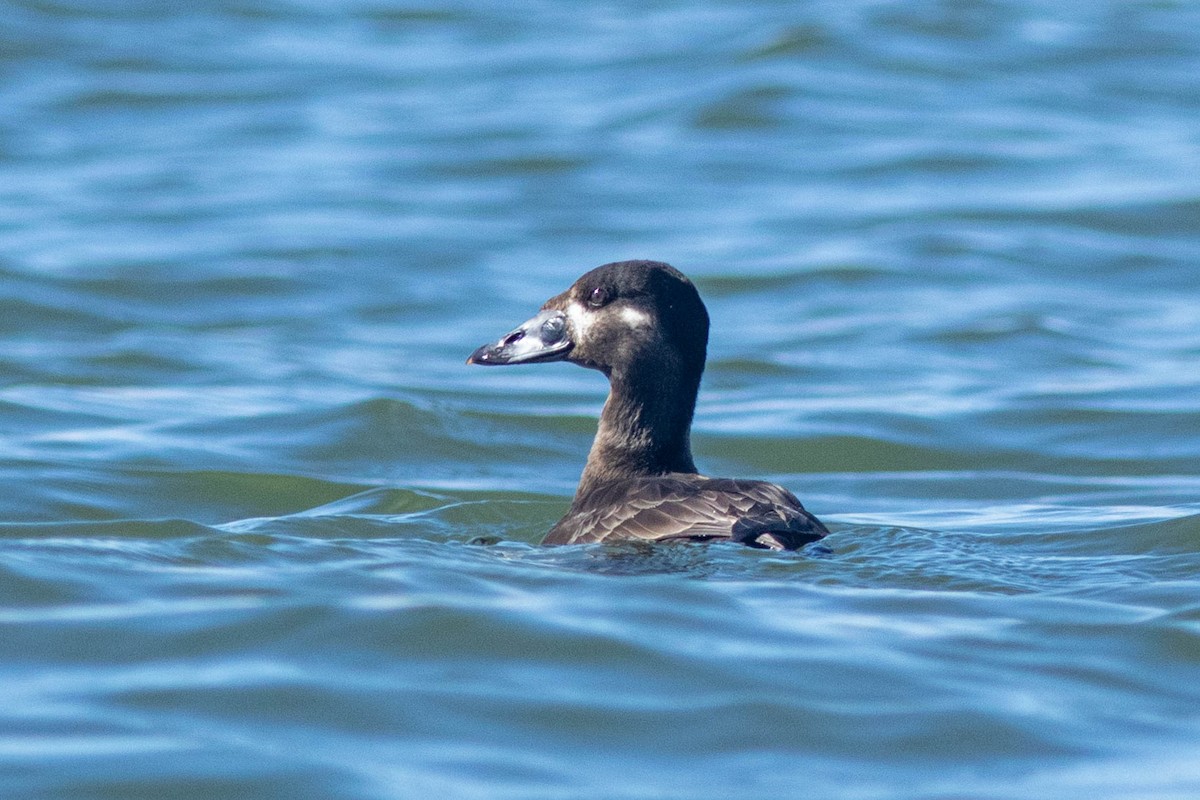 Surf Scoter - ML616167697