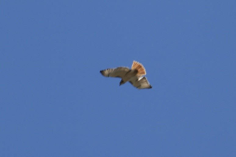 Red-tailed Hawk - ML616167724