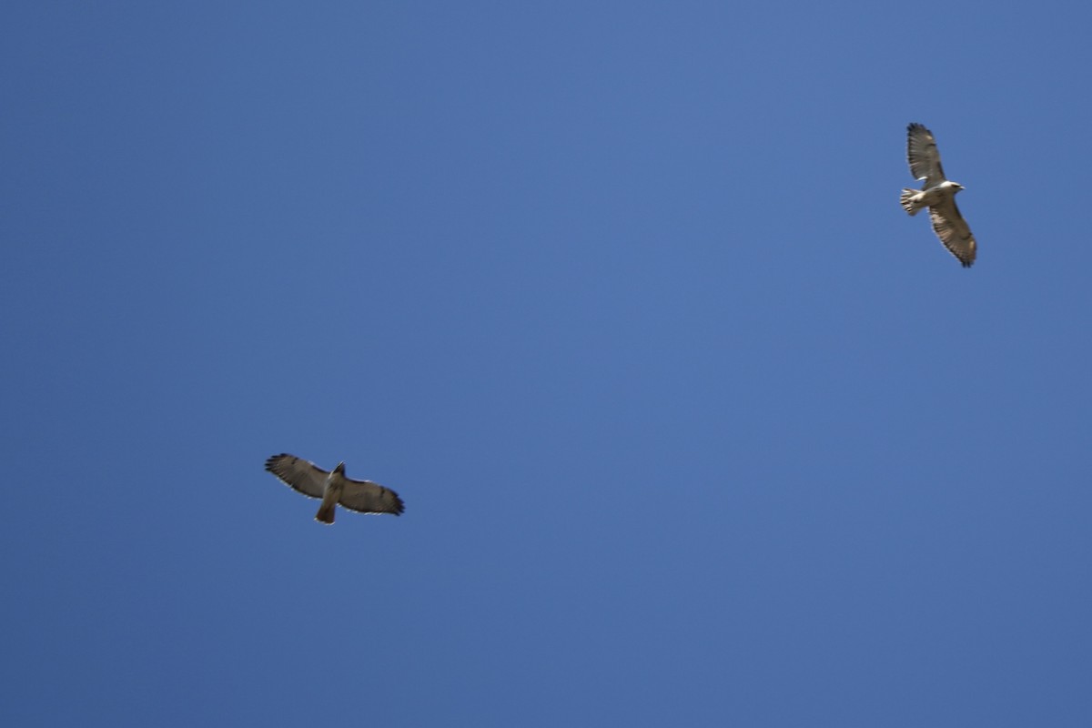 Red-tailed Hawk - ML616167726