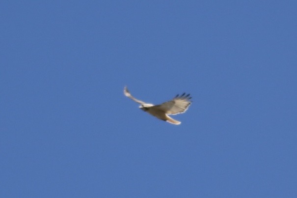 Red-tailed Hawk - ML616167727