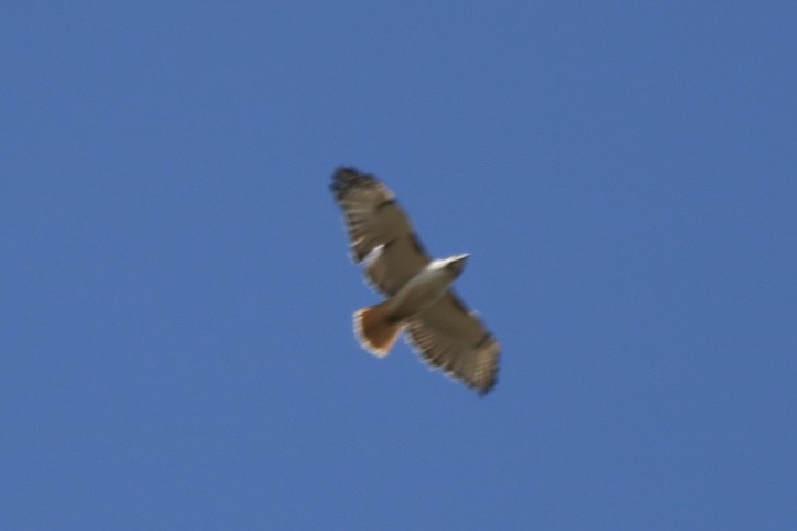 Red-tailed Hawk - ML616167728