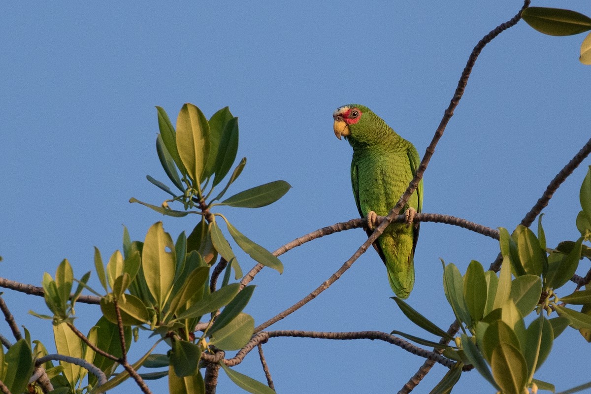 White-fronted Parrot - ML616167775