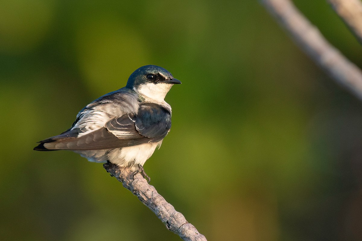 Mangrove Swallow - Chris Venetz | Ornis Birding Expeditions
