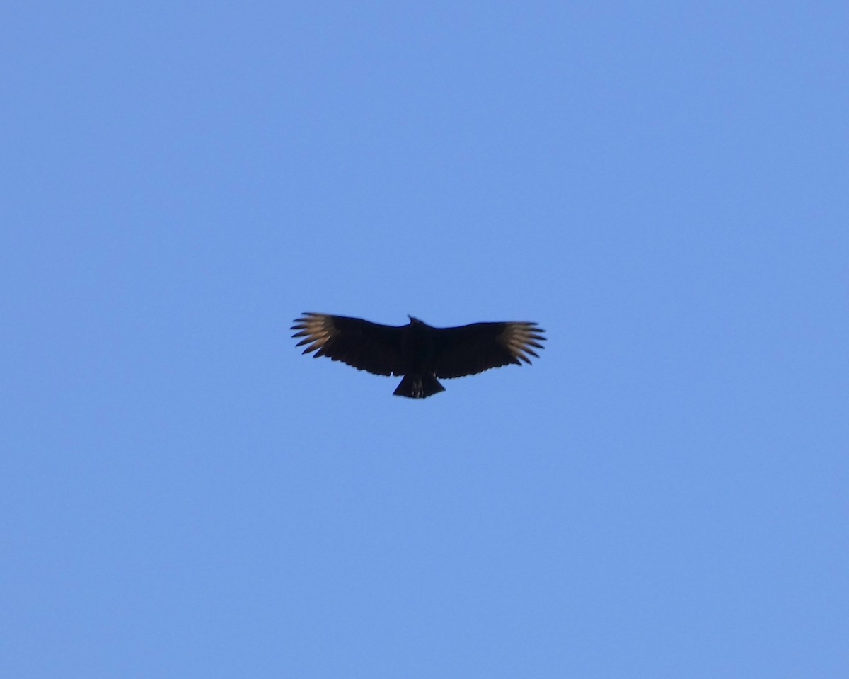 Black Vulture - ML616167790