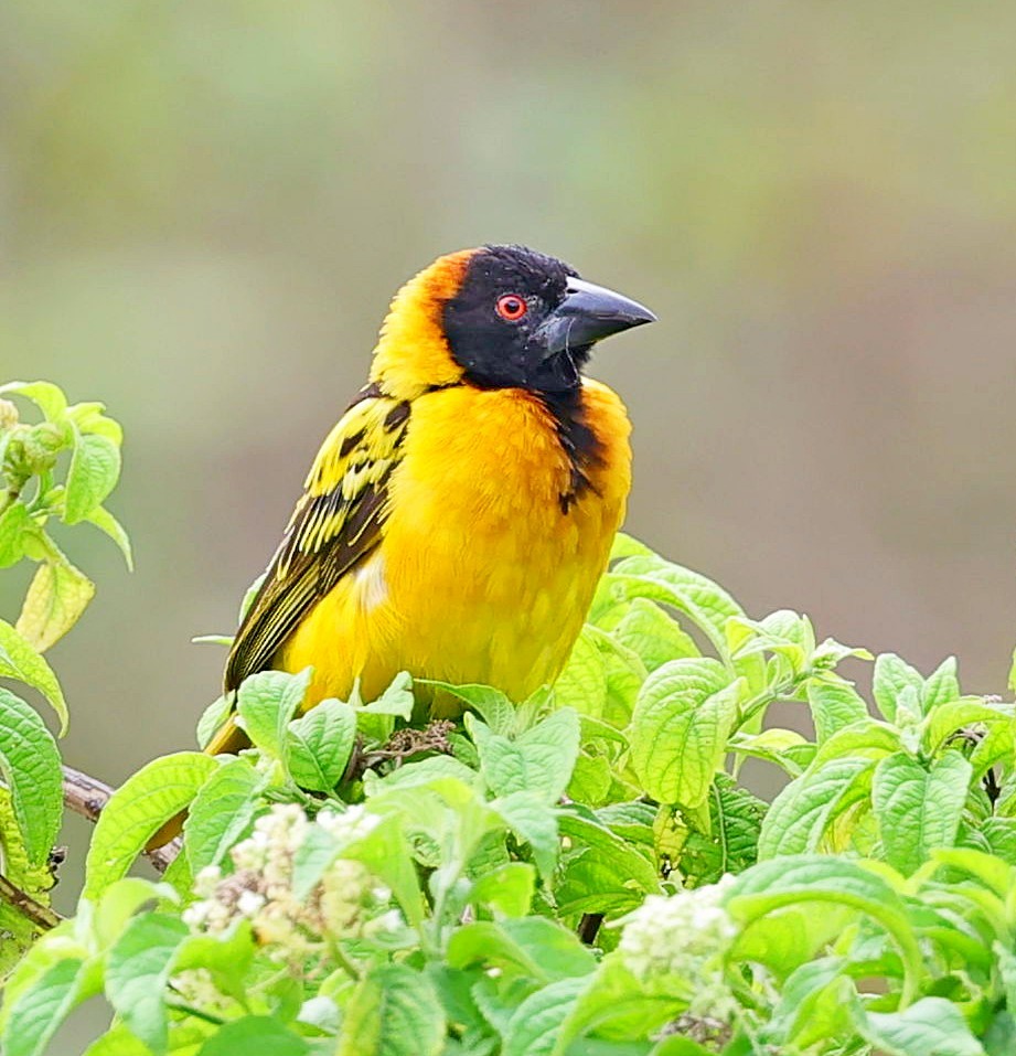 Village Weaver - ML616167815