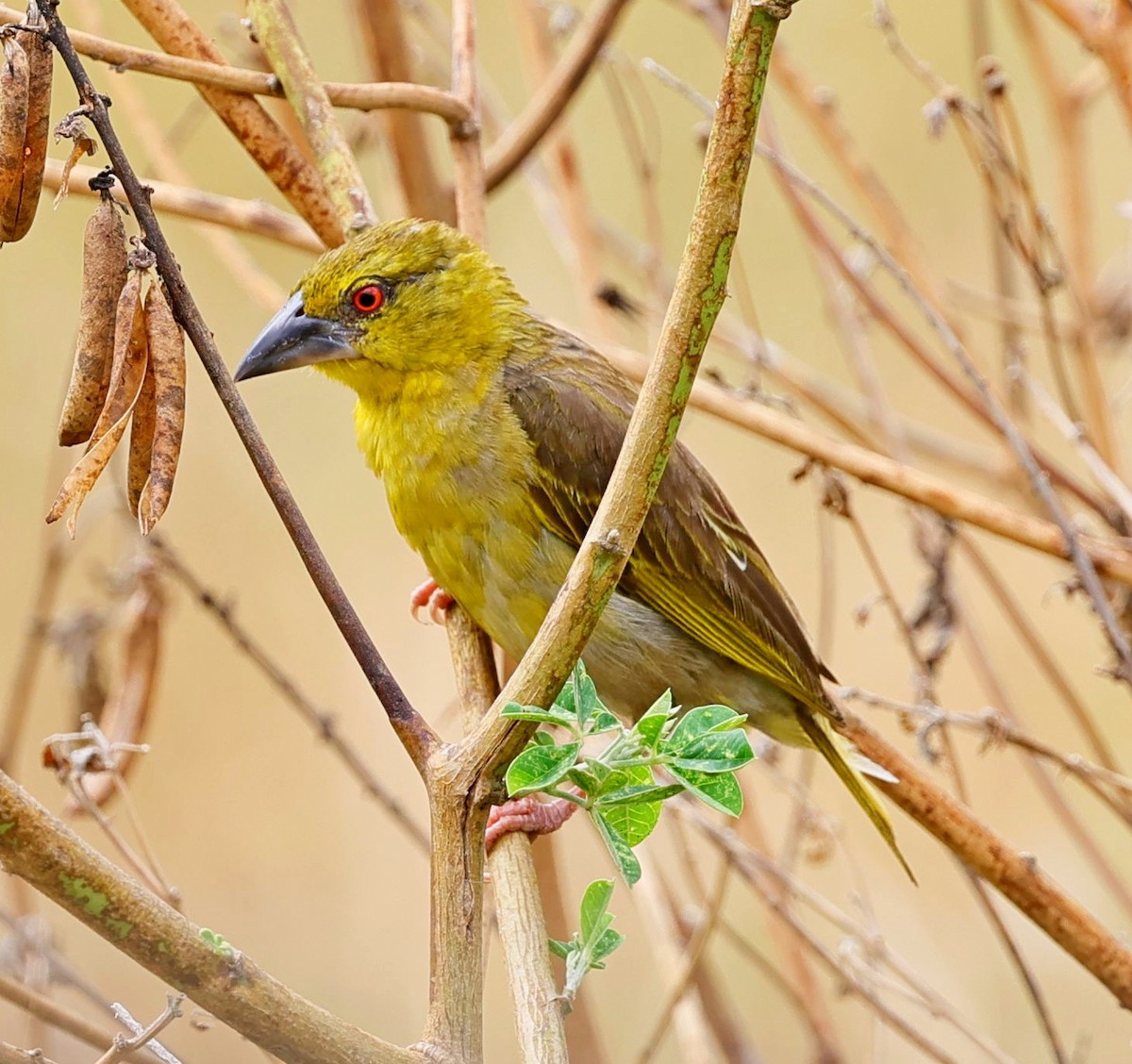 Village Weaver - ML616167816