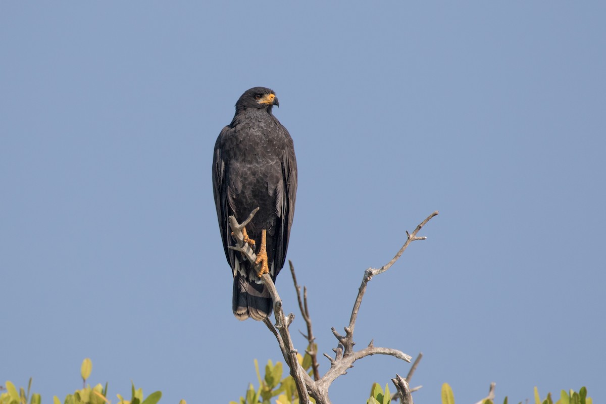 Common Black Hawk - Chris Venetz | Ornis Birding Expeditions