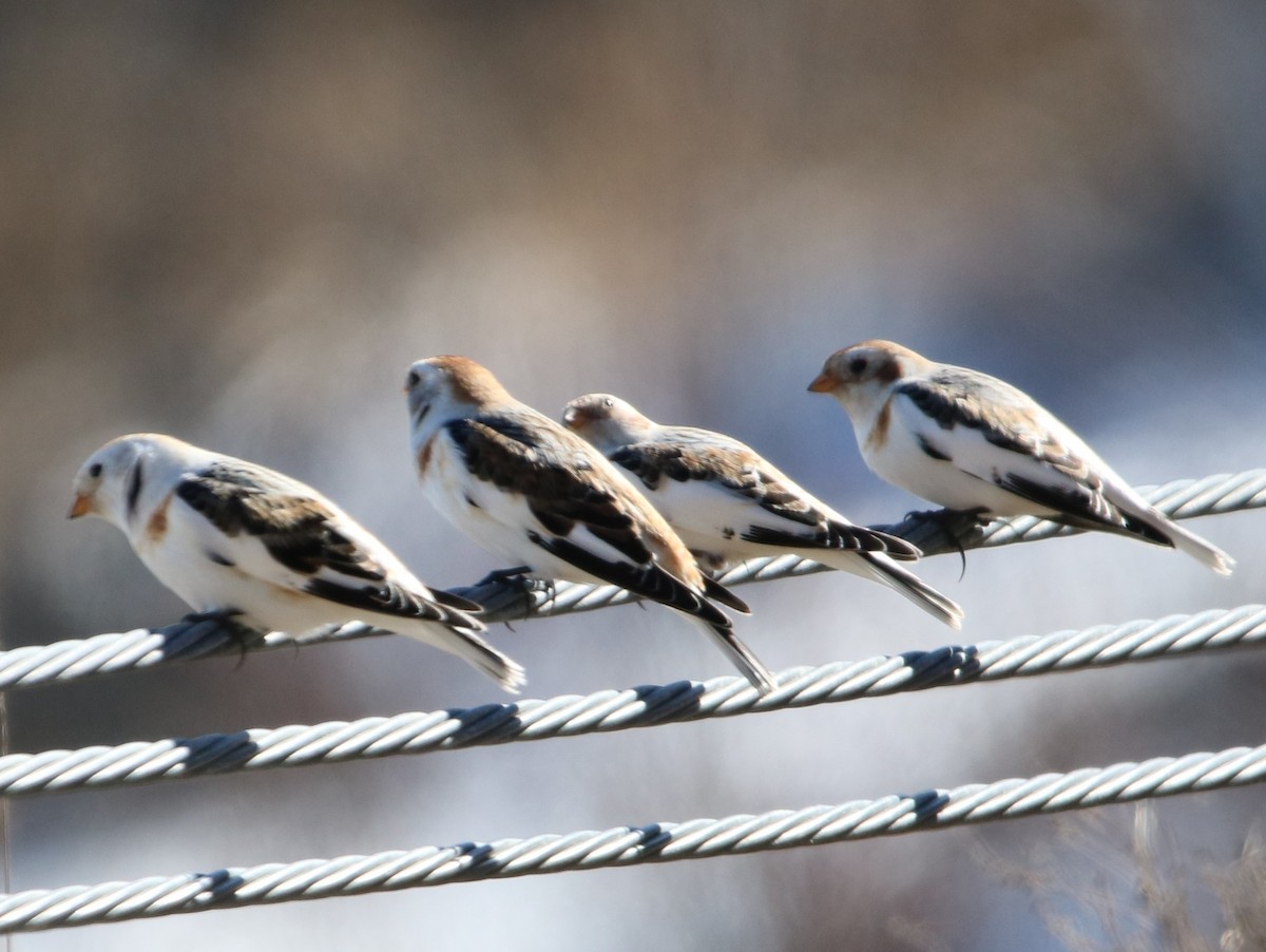 Snow Bunting - ML616167832