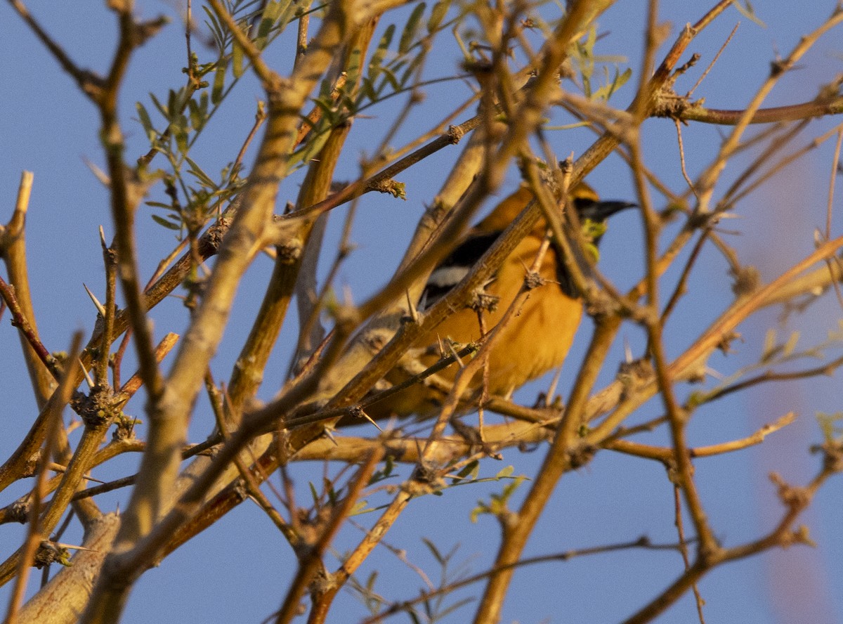 Hooded Oriole - ML616167833